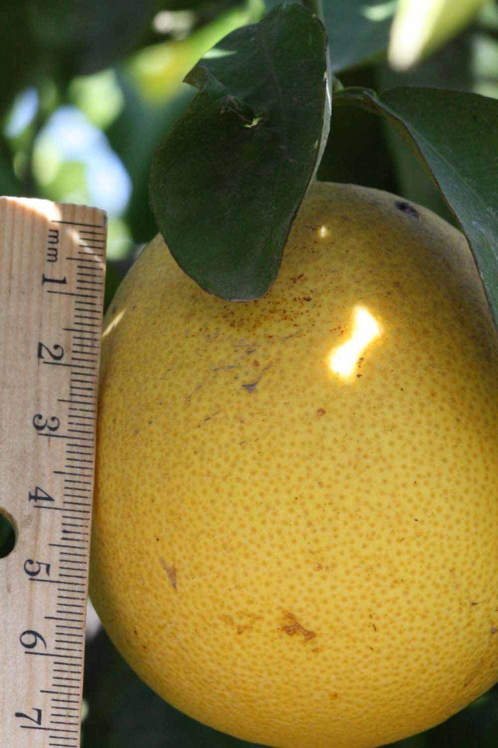            Fruit (Riverside, CA)   